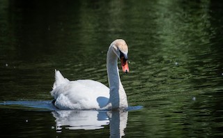 Mute Swan, ML456559961