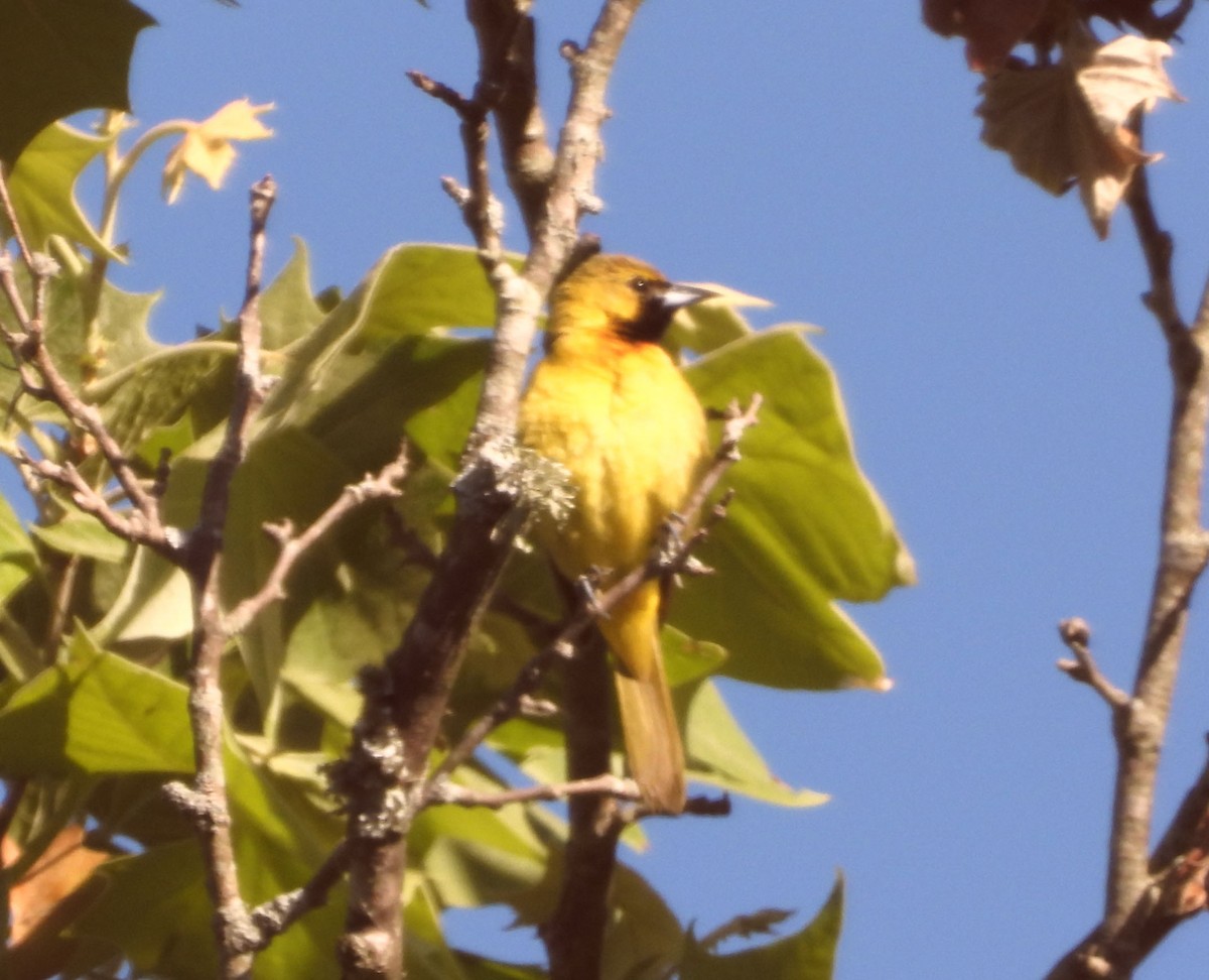 Orchard Oriole - ML456560961