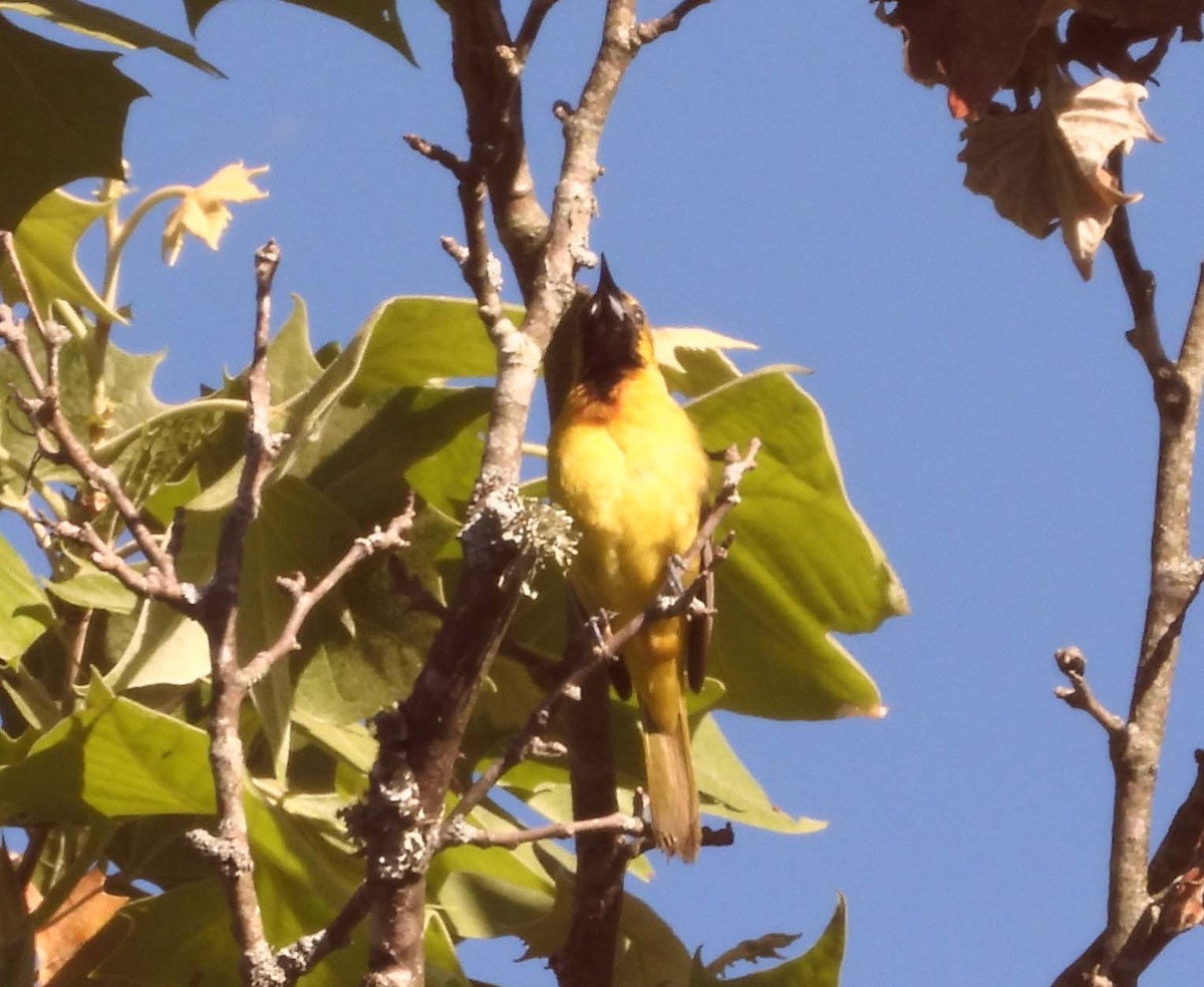 Orchard Oriole - ML456561001