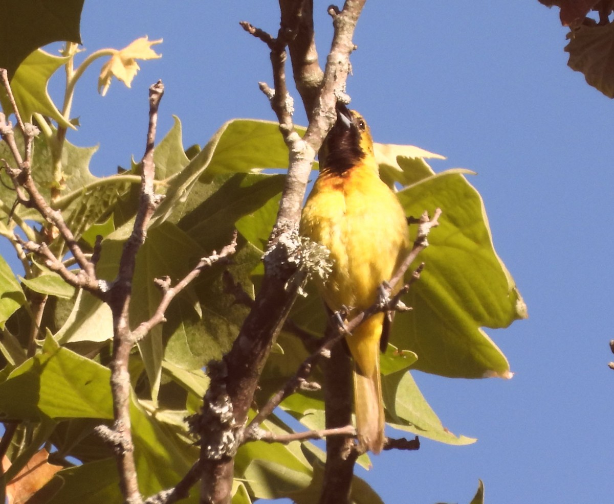 Orchard Oriole - ML456561031