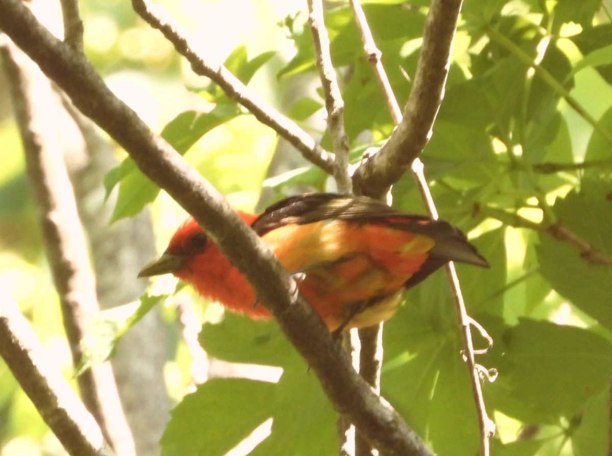 Scarlet Tanager - ML456561071