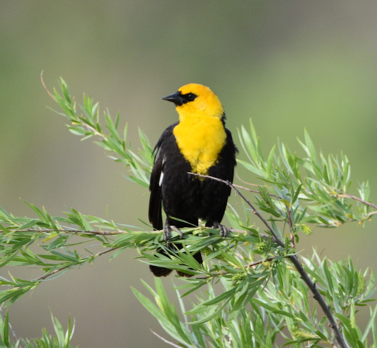 Yellow-headed Blackbird - ML456572851