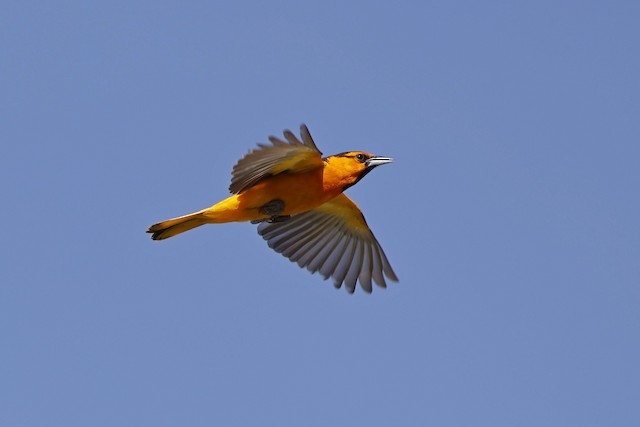 Bullock's Oriole - eBird