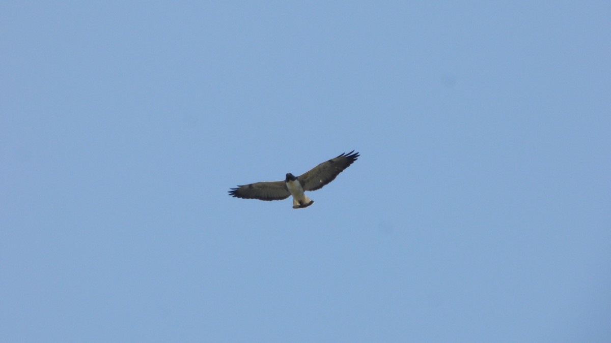White-tailed Hawk - ML456575911