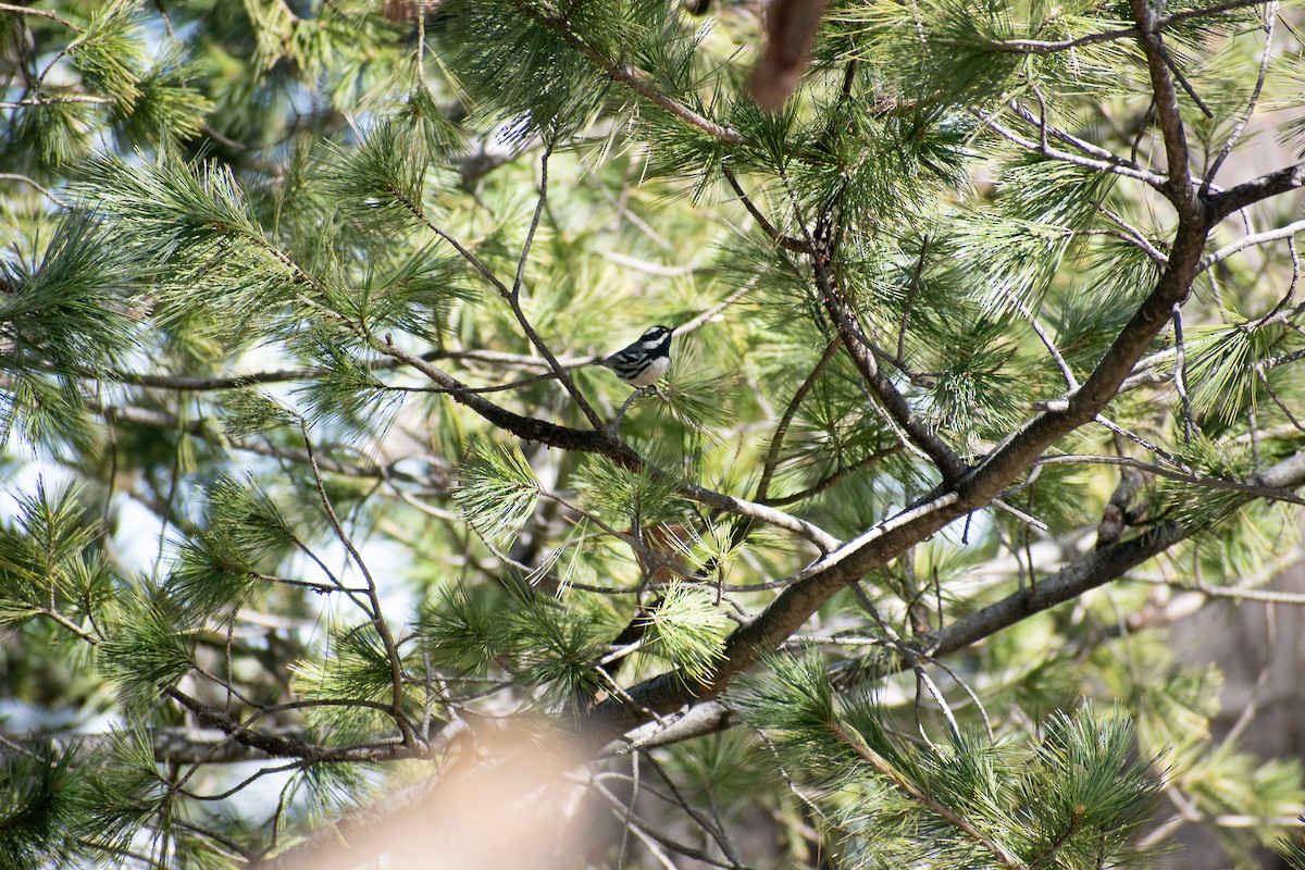 Black-throated Gray Warbler - ML456577071