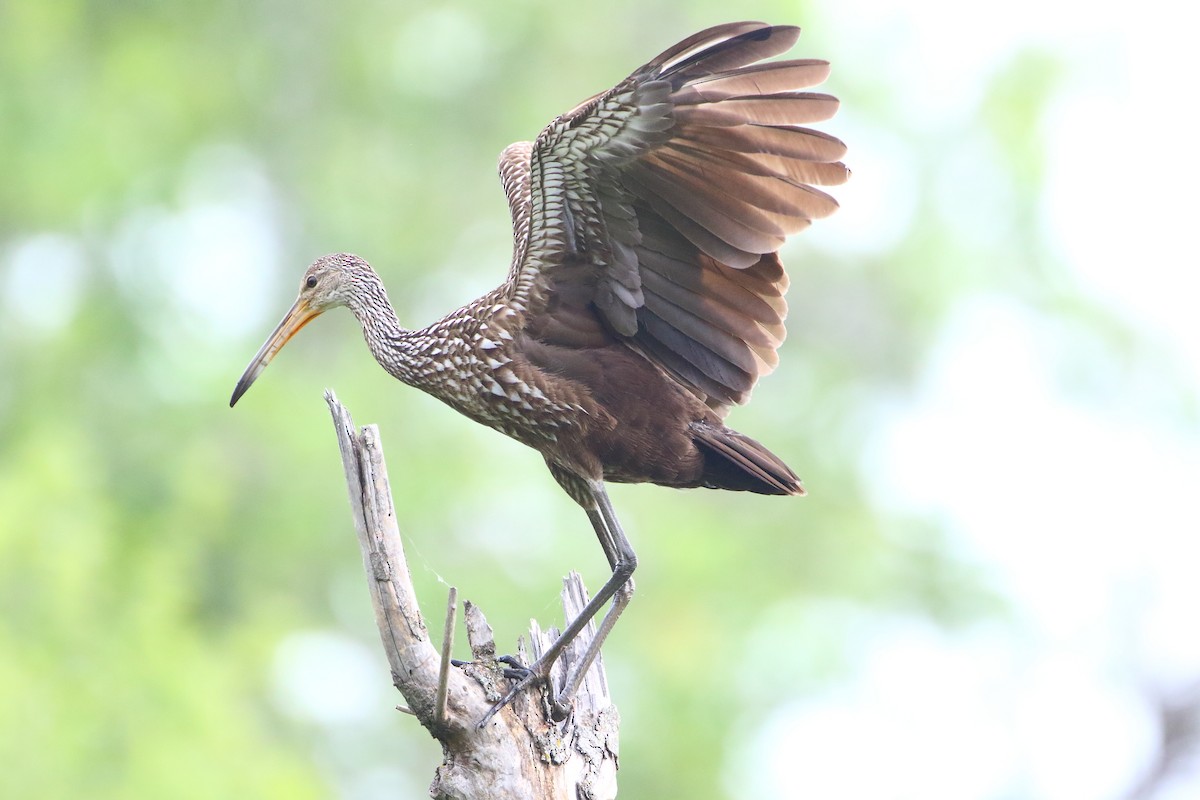 Limpkin (Speckled) - Terry Mitchell