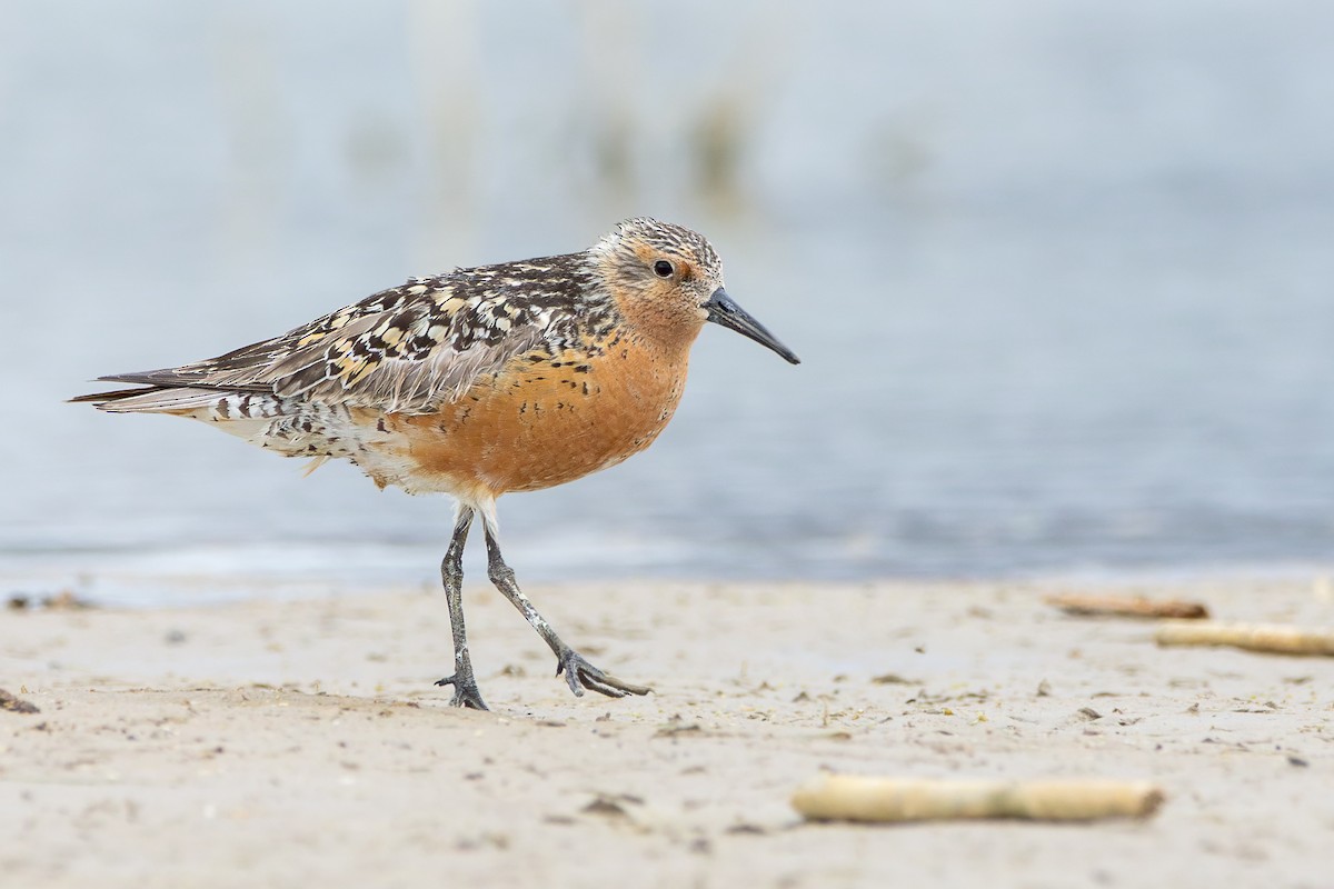 Red Knot - ML456587071