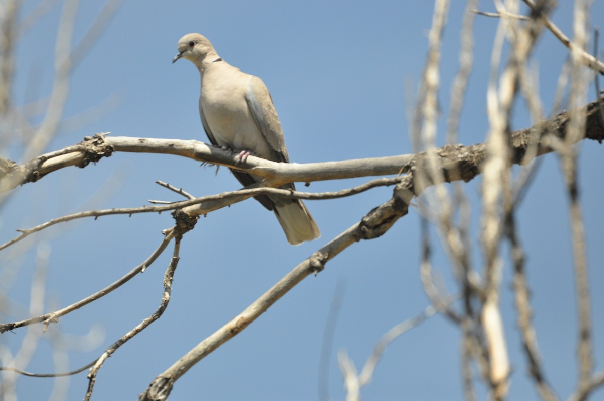 Eurasian Collared-Dove - ML456591801