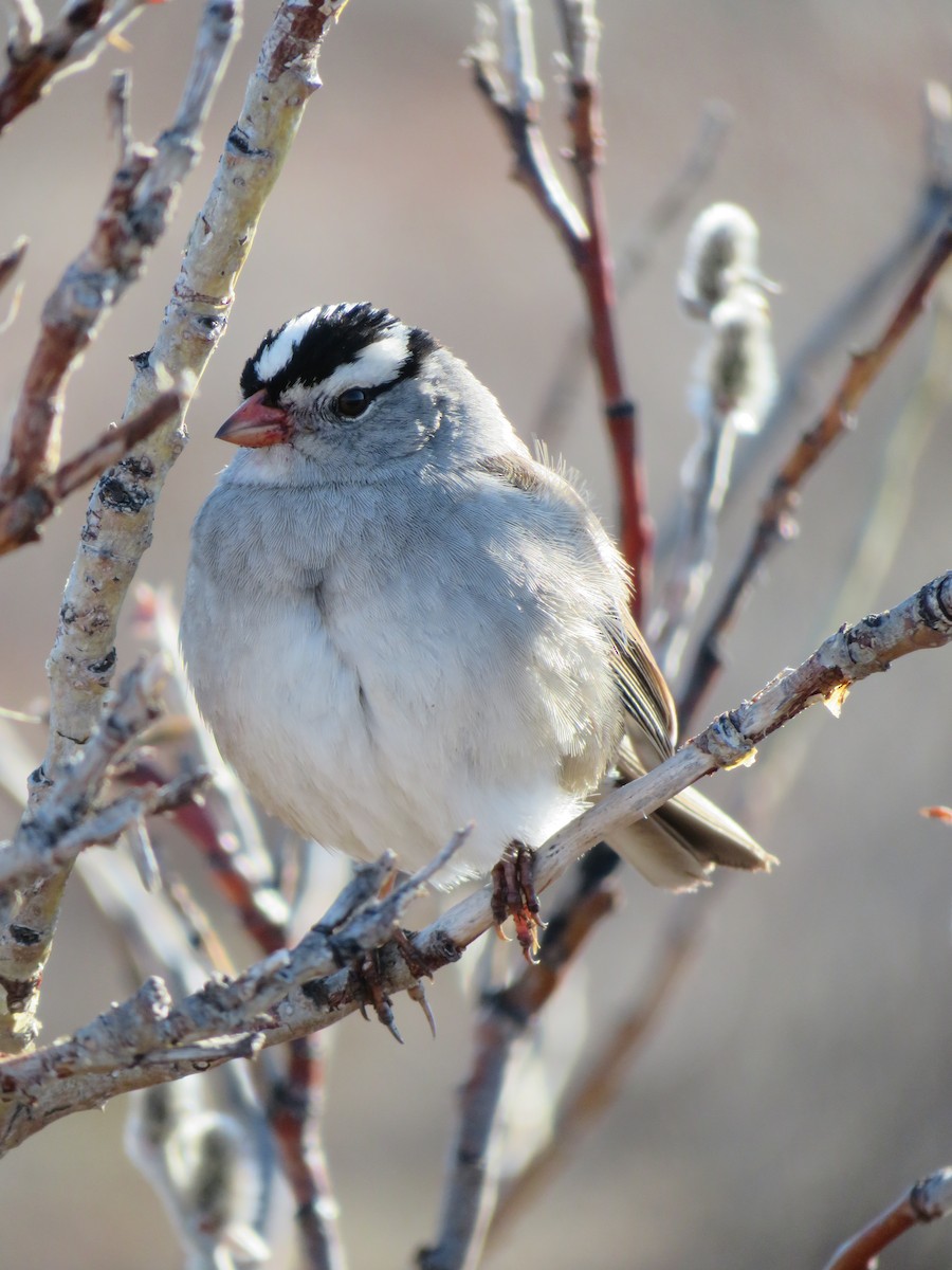 White-crowned Sparrow - ML456593701