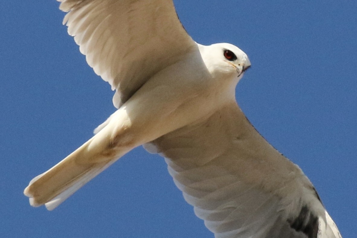 White-tailed Kite - ML45660371
