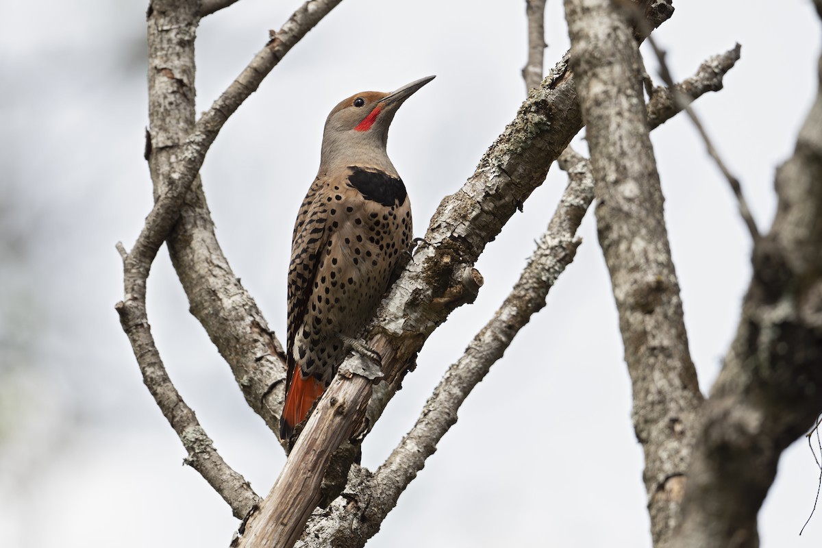 Northern Flicker (Red-shafted) - ML456606691