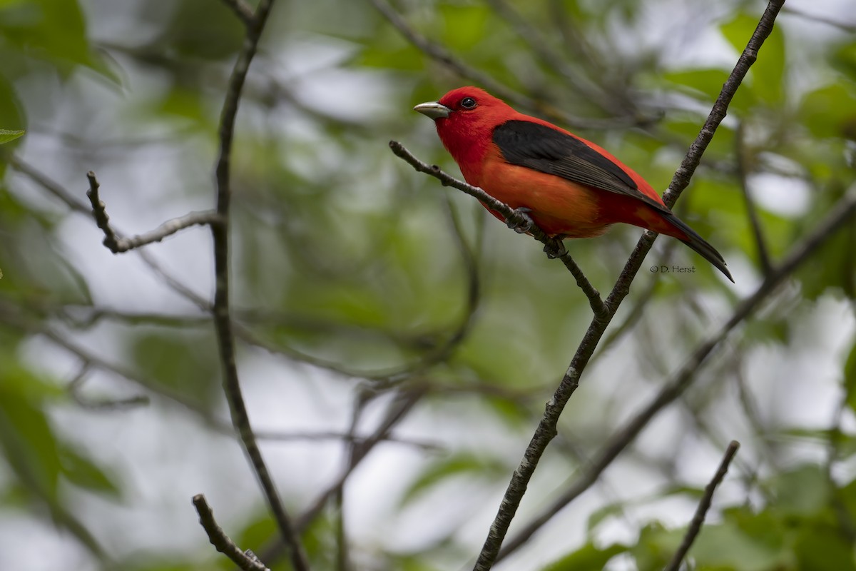 Scarlet Tanager - ML456607131