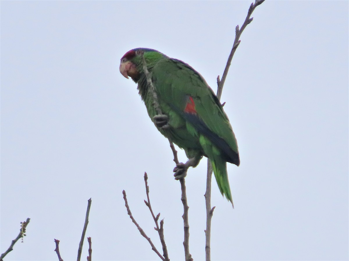 Lilac-crowned Parrot - ML456607331