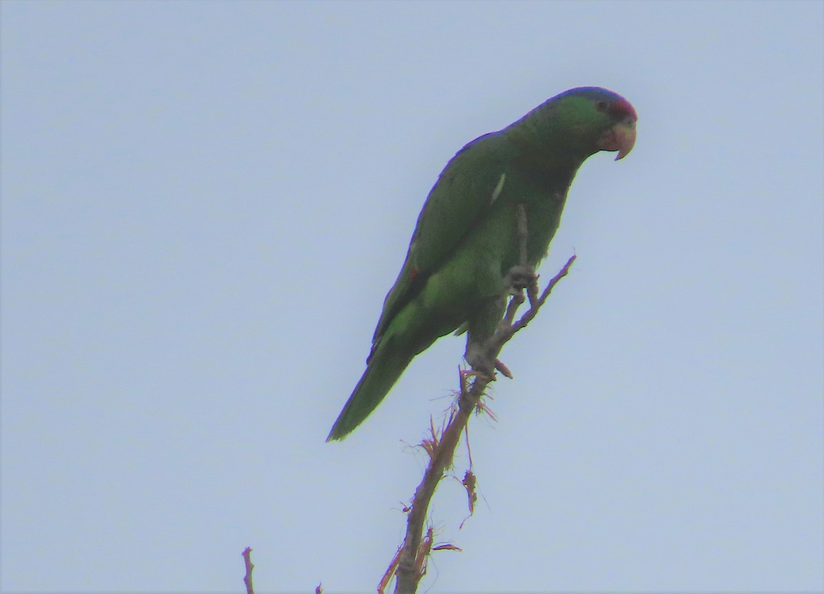 Lilac-crowned Parrot - ML456607441