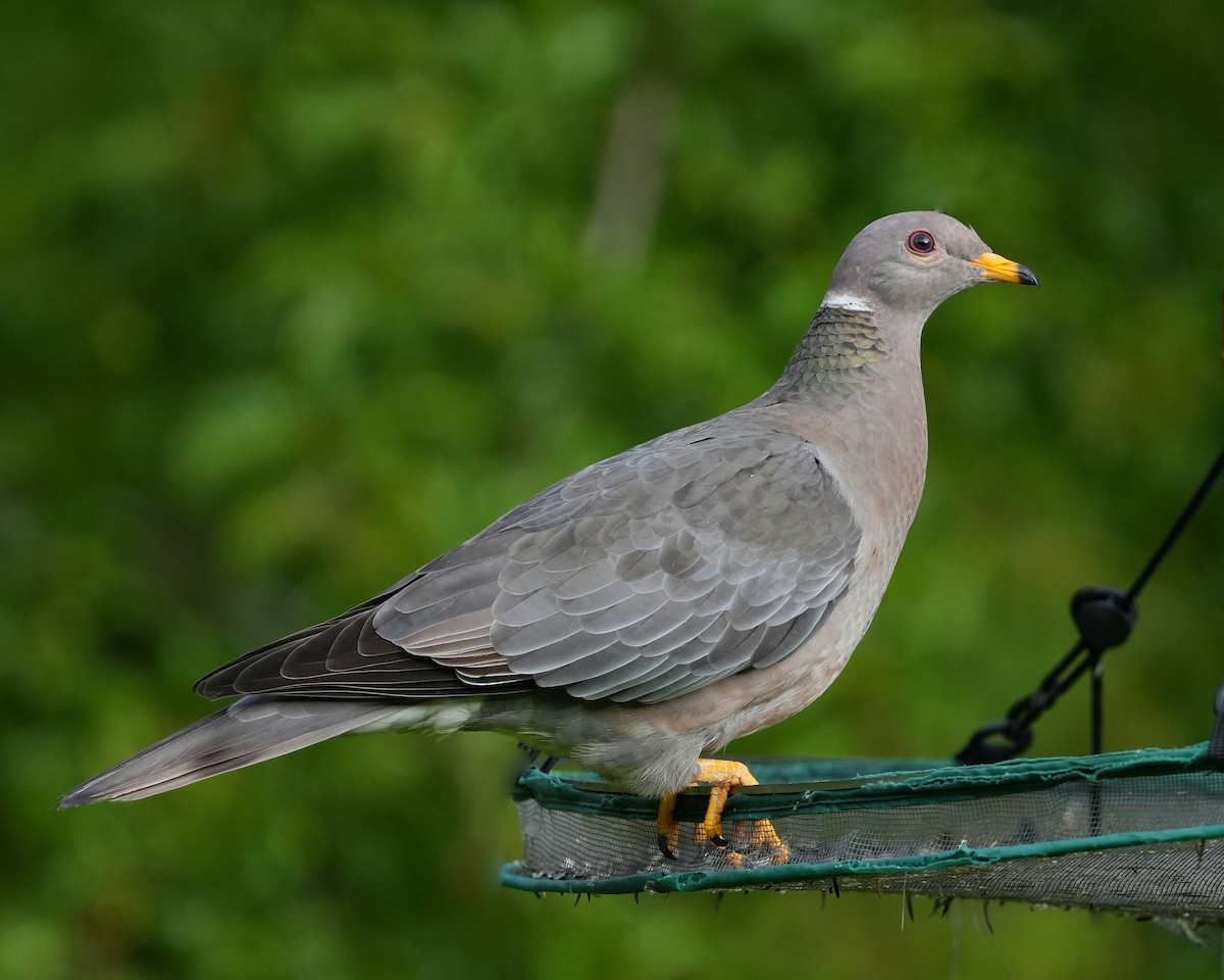 Pigeon à queue barrée - ML456612481