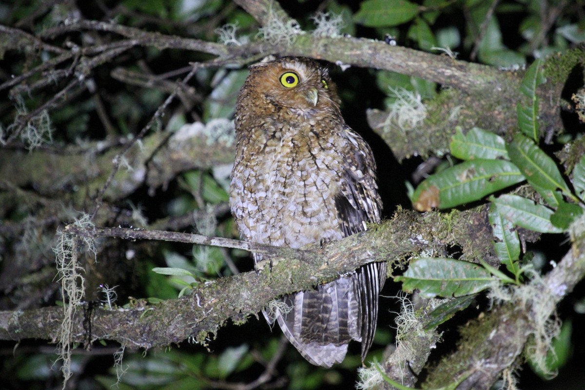 Bare-shanked Screech-Owl - ML45661541