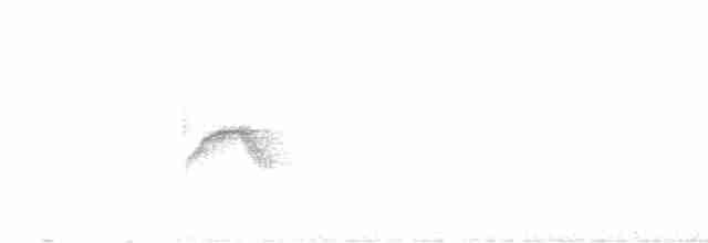 Дрізд-короткодзьоб канадський - ML456616941