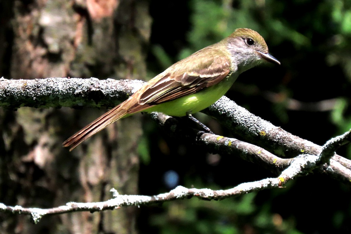 Great Crested Flycatcher - ML456617291