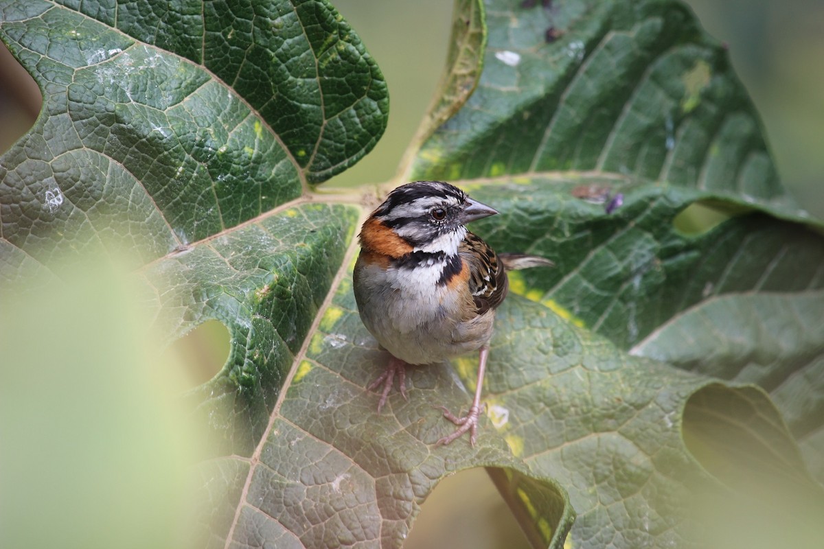 Rufous-collared Sparrow - ML45662071