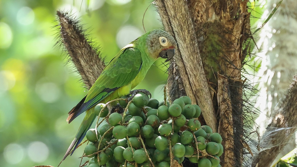 Dusky-headed Parakeet - Arman Moreno