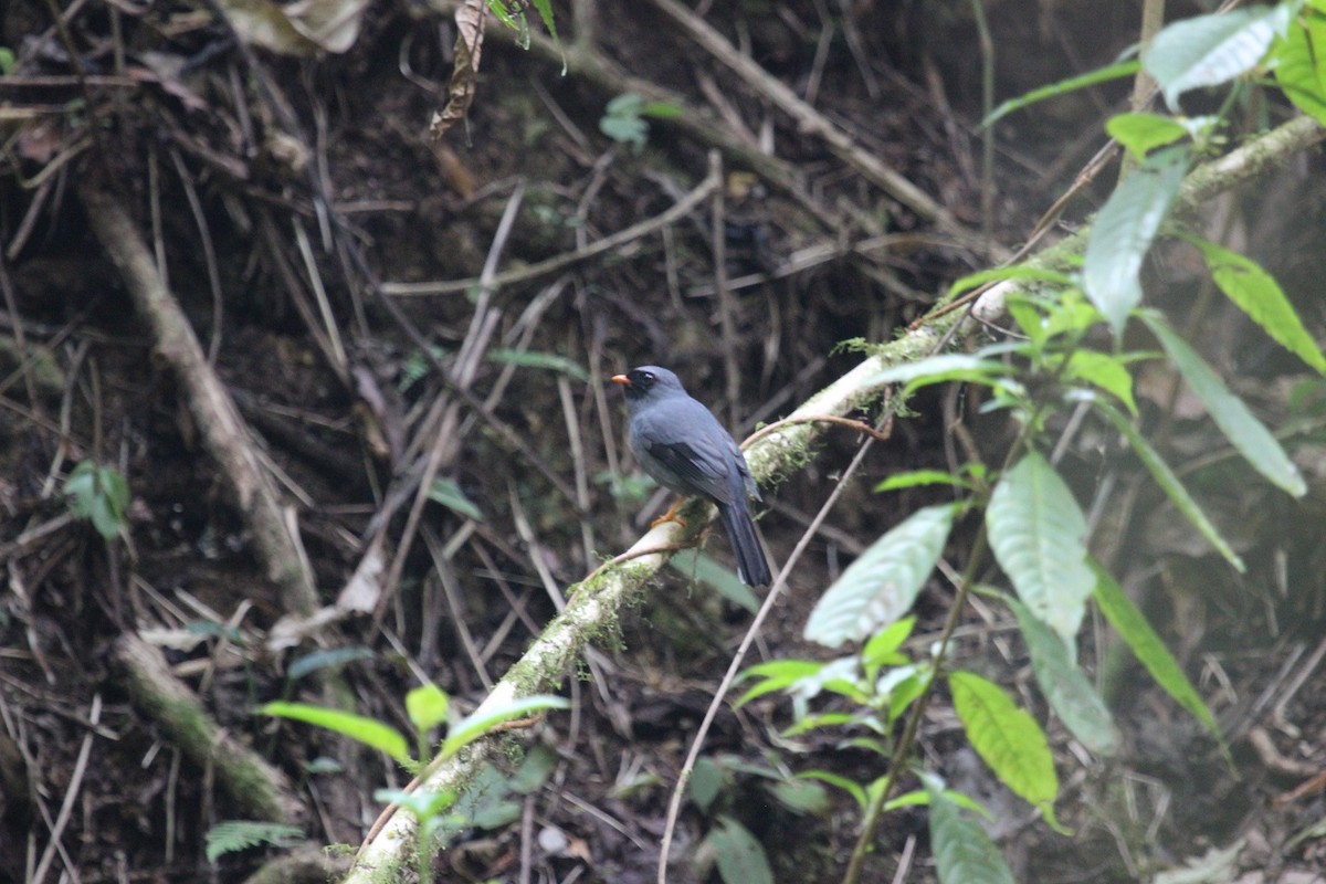 Black-faced Solitaire - ML45662181