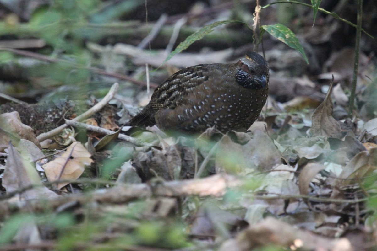 Spotted Wood-Quail - Frank Izaguirre