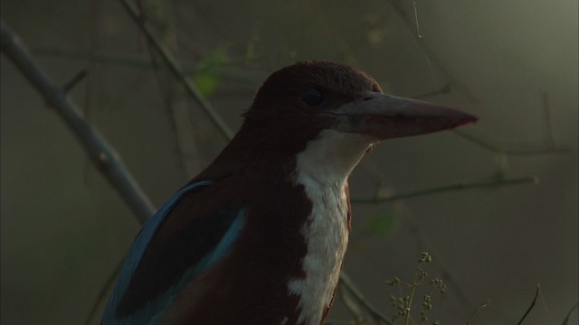 White-throated Kingfisher - ML456624