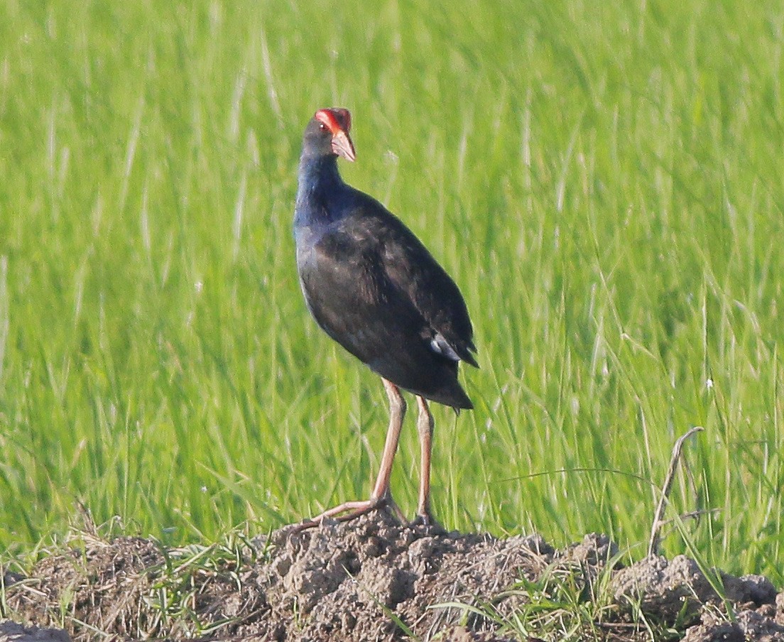 Black-backed Swamphen - Neoh Hor Kee