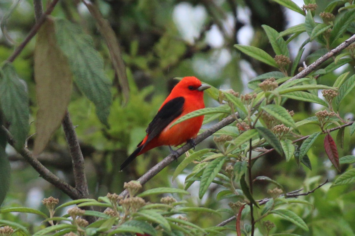 Scarlet Tanager - ML456625071