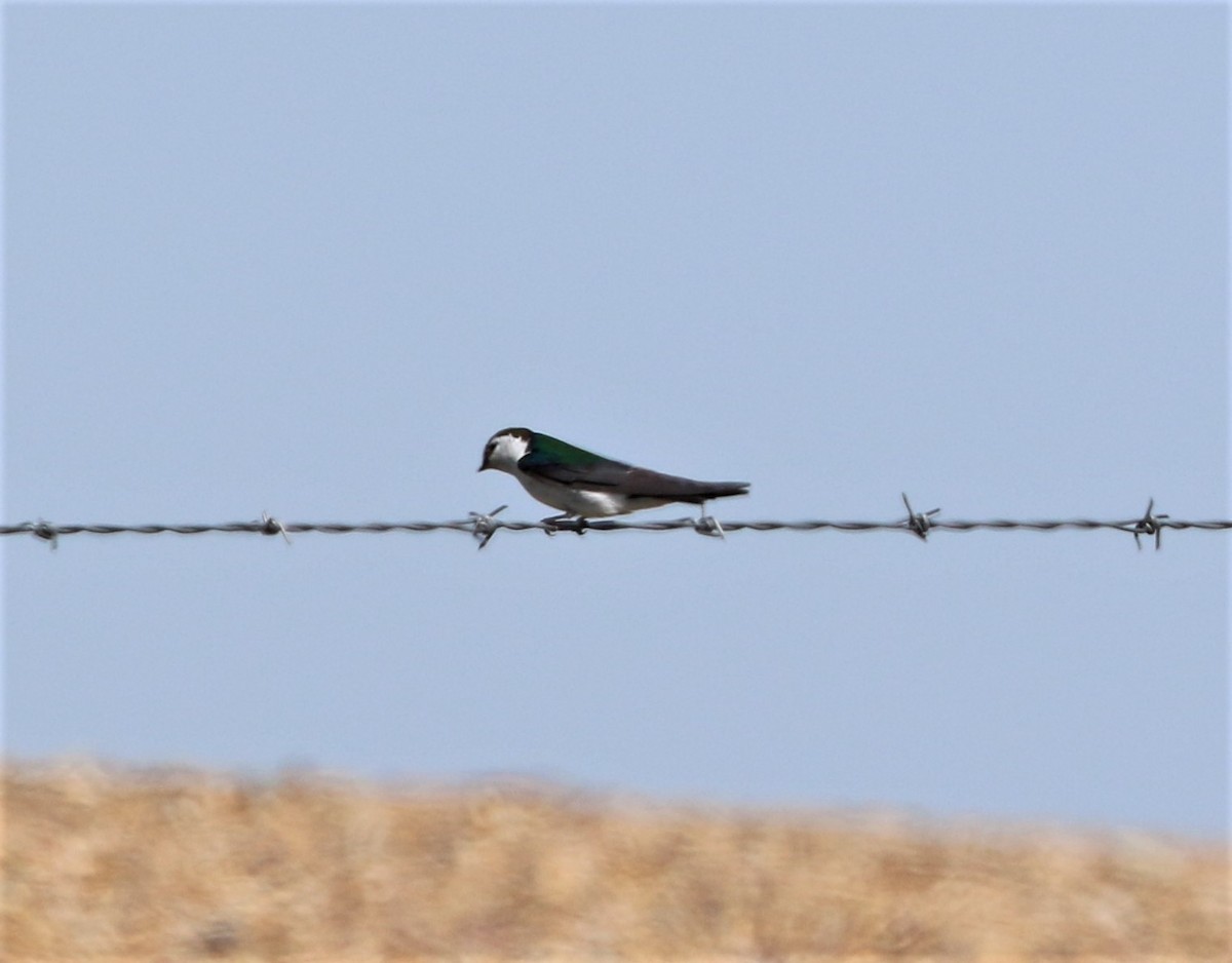 Violet-green Swallow - ML456625181
