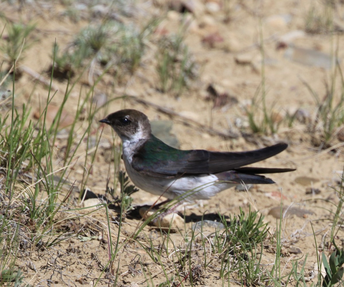Violet-green Swallow - ML456625201