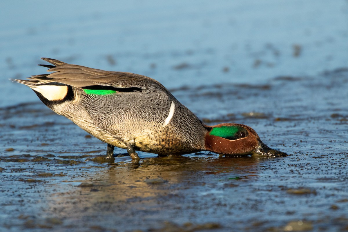 Green-winged Teal - ML456625561