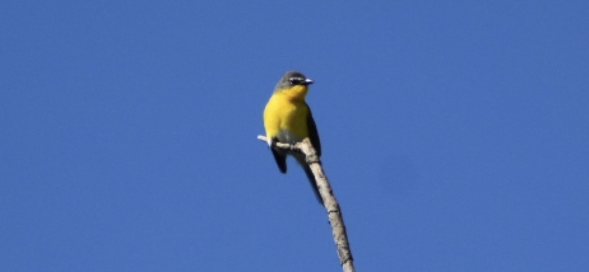 Yellow-breasted Chat - Dan Cowell