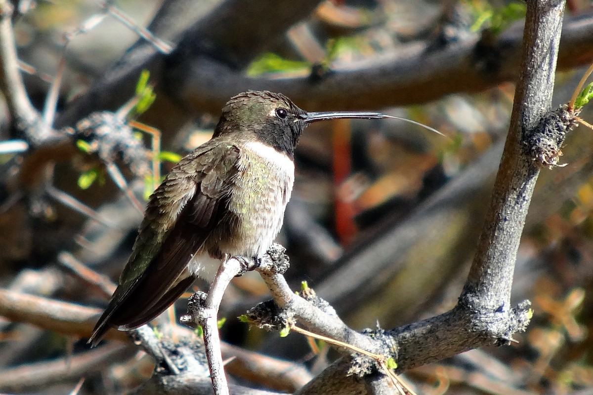 Black-chinned Hummingbird - Knut Hansen