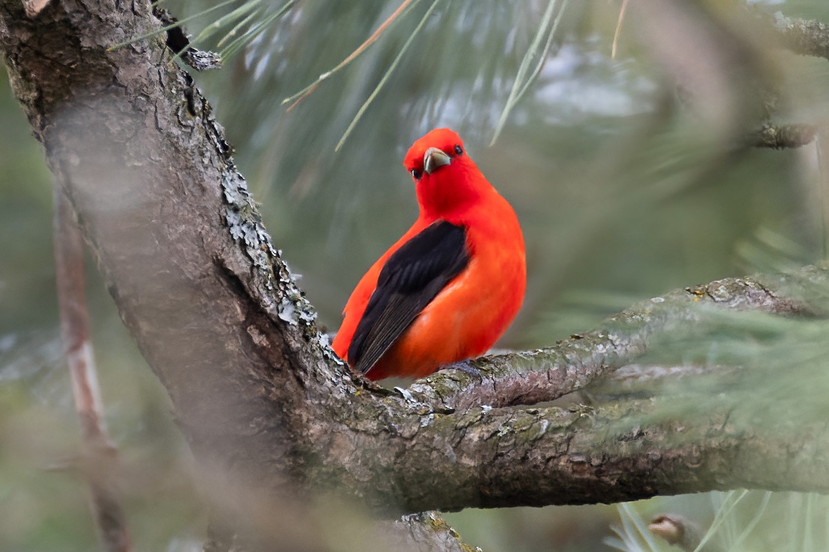 Scarlet Tanager - ML456629111