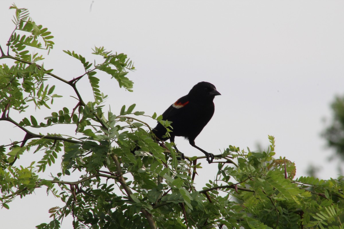 Red-winged Blackbird - ML456633961