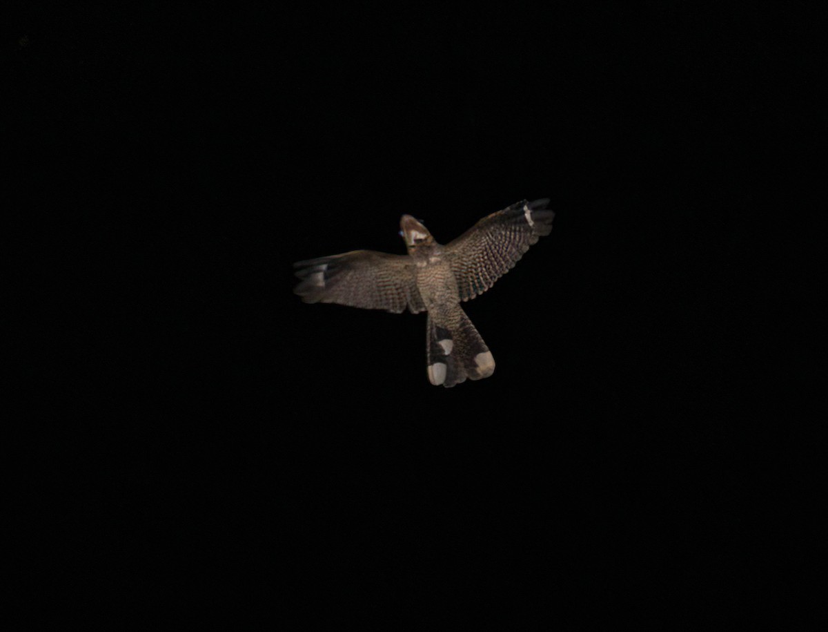 Large-tailed Nightjar - ML456635021