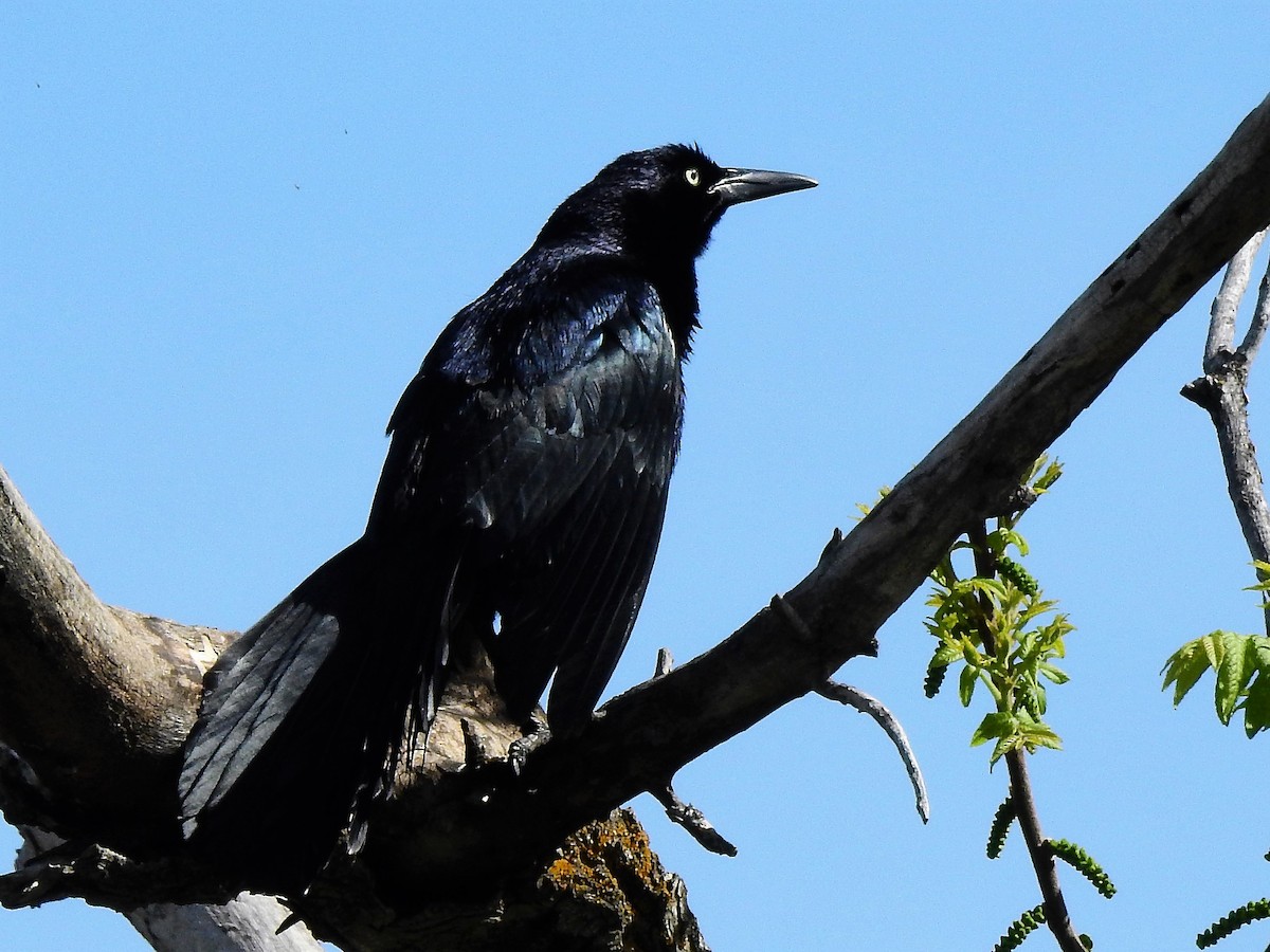 Great-tailed Grackle - ML456641681