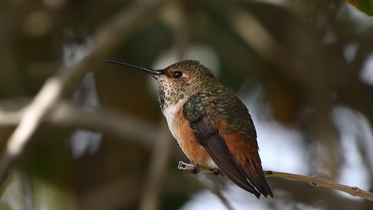 Allen's Hummingbird - Steve Butterworth