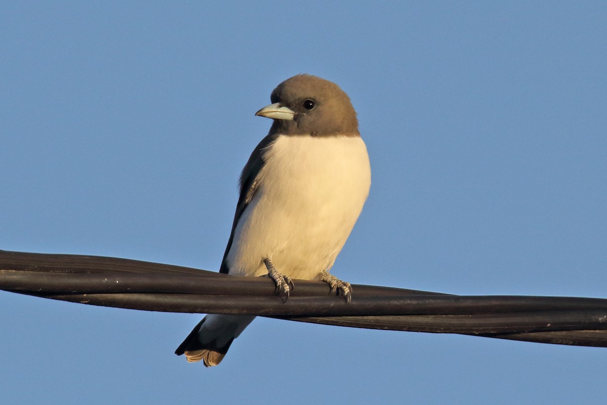 White-breasted Woodswallow - ML456651761