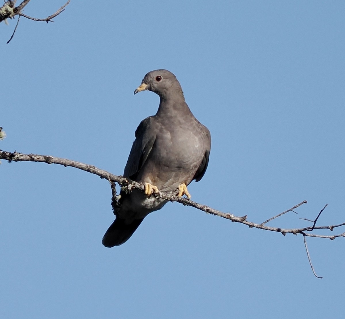 Band-tailed Pigeon - ML456655421