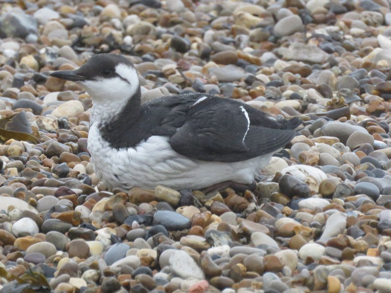 Common Murre - Keith Robson