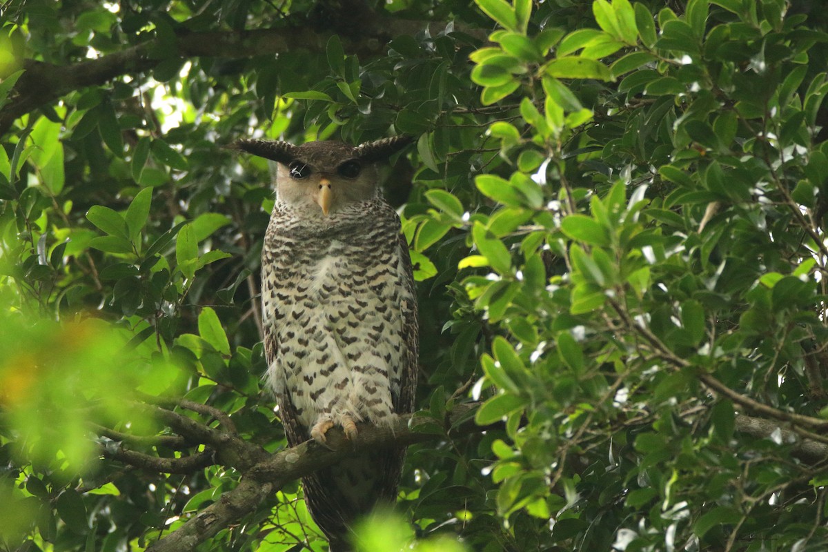 Spot-bellied Eagle-Owl - ML456664271