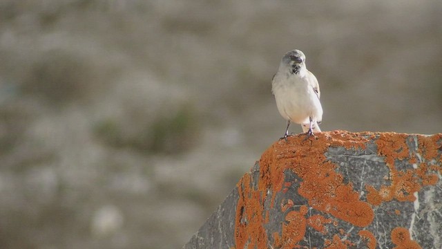White-winged Snowfinch - ML456670861