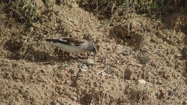 White-winged Snowfinch - ML456671241