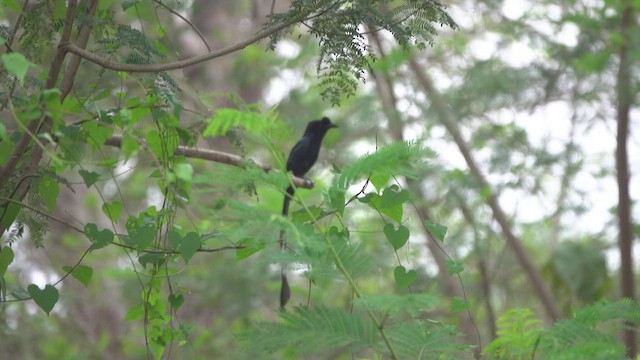 Greater Racket-tailed Drongo - ML456675141