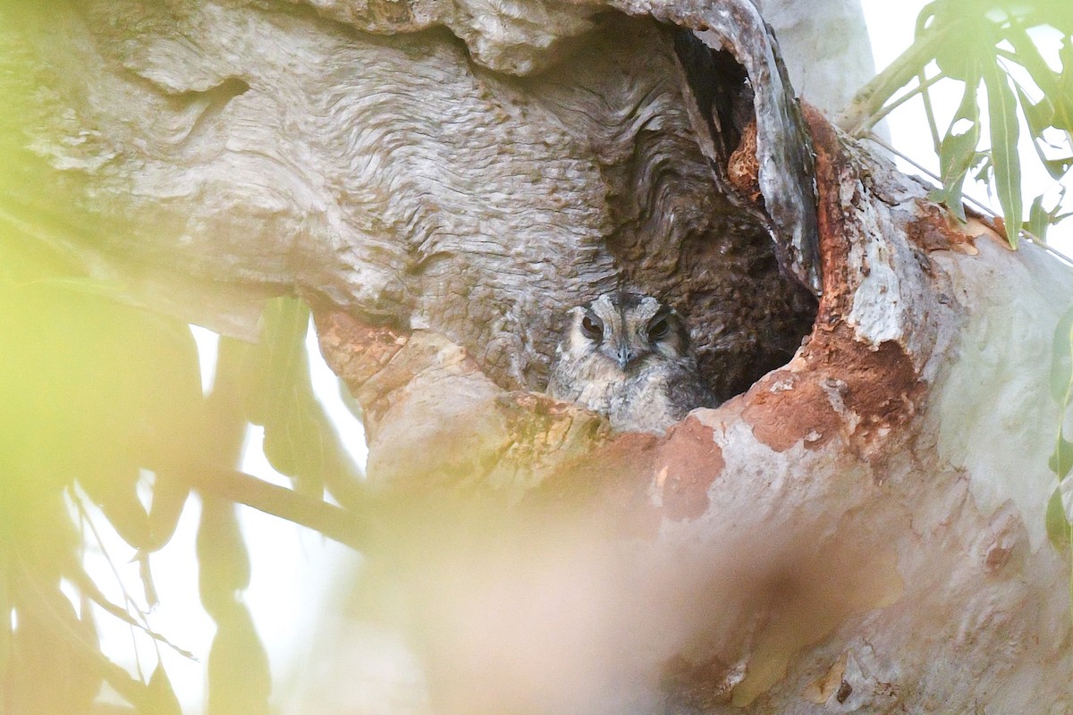 Australian Owlet-nightjar - ML456680371