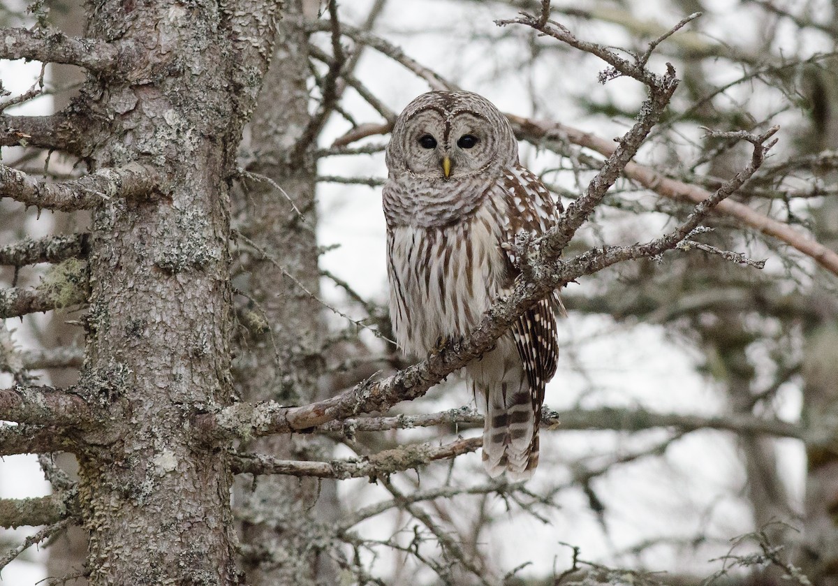 Barred Owl - Alix d'Entremont
