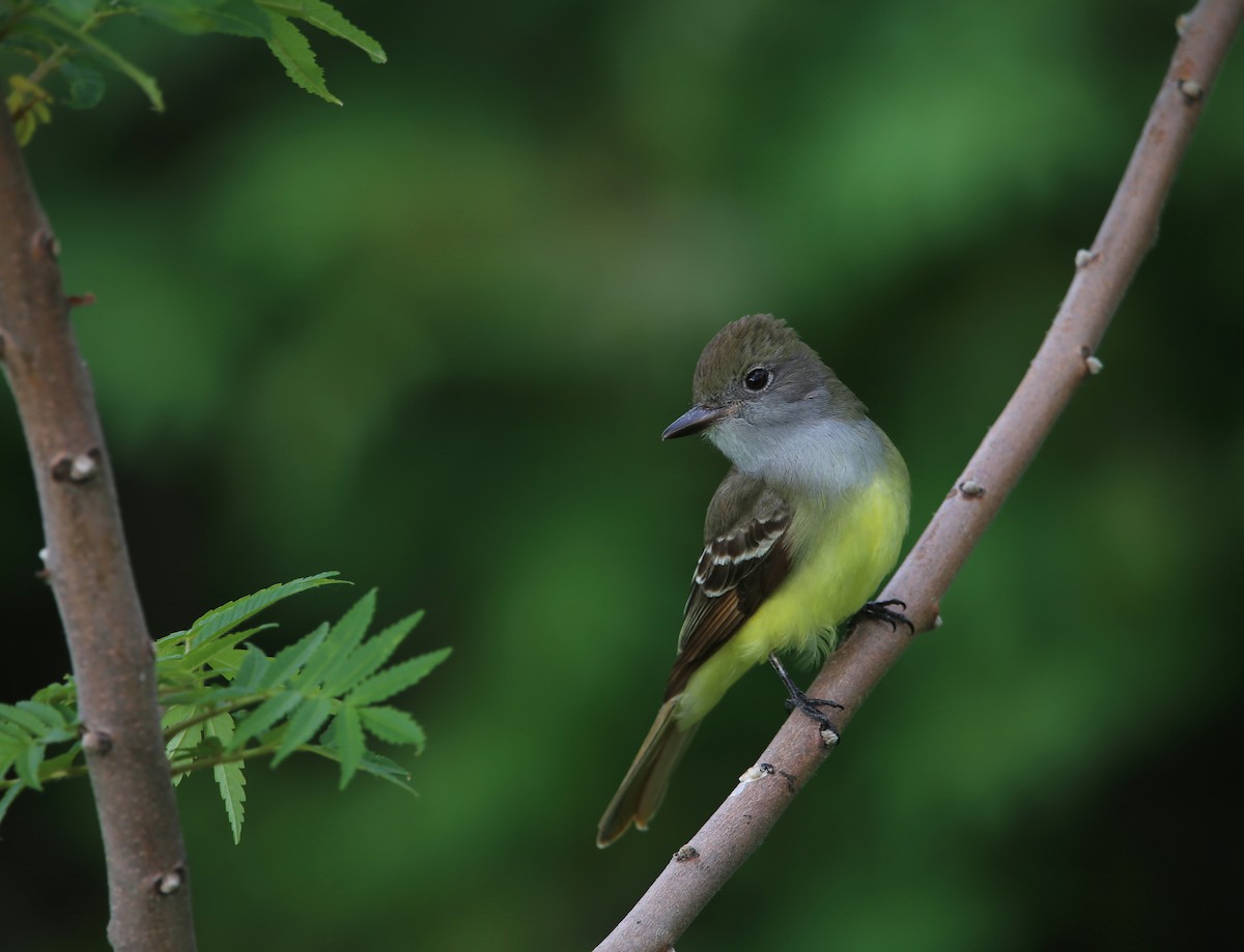 Great Crested Flycatcher - ML456693561