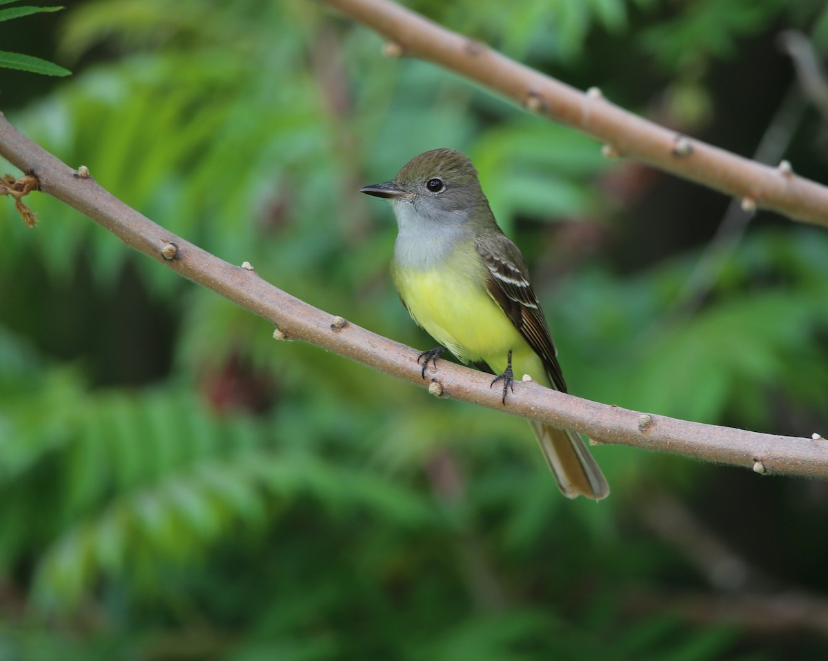 Great Crested Flycatcher - ML456694281